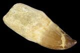 Fossil Rooted Mosasaur (Prognathodon) Tooth - Morocco #116892-1